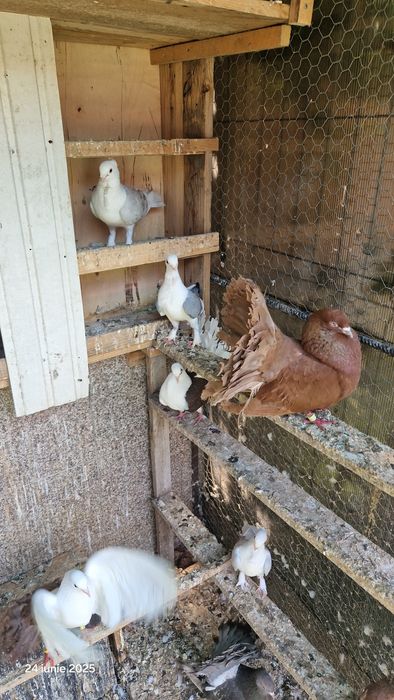 Vind porumbei pavasi.