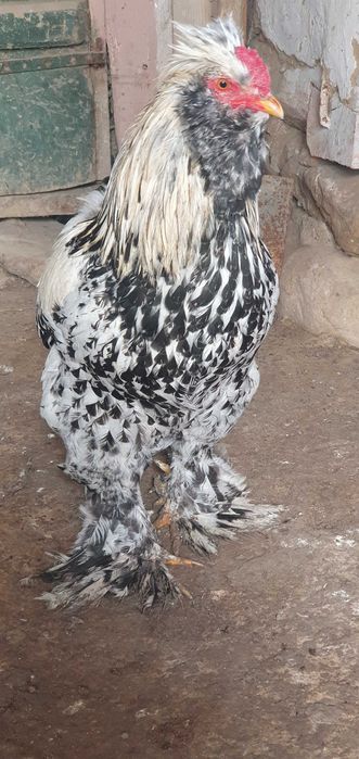 Cocos motat,încălțat,bărbos