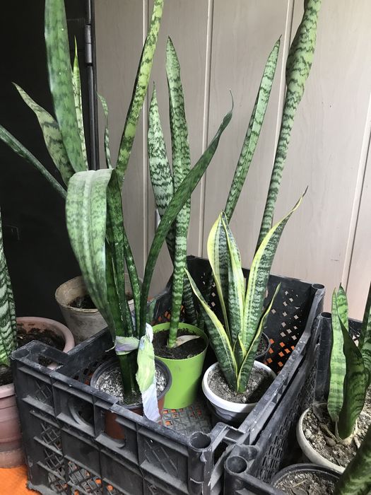 Цветок щучий хвост