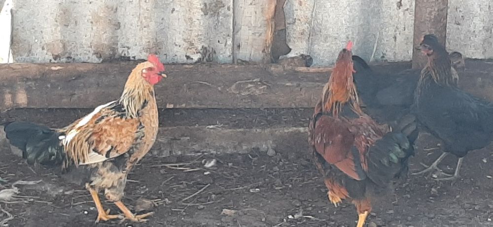 Домашний Петухи. Куры