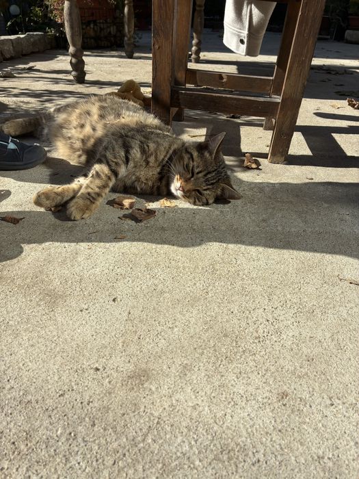 Женски котета на 5 месеца