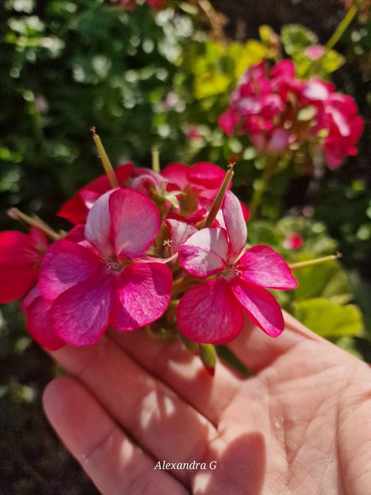 Пеларгония срезом