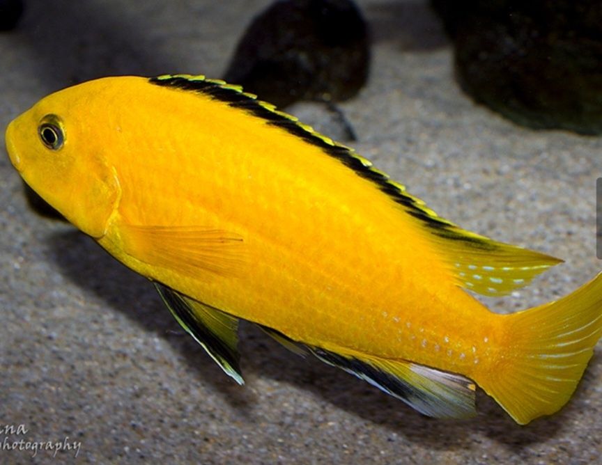 Аквирумни риби африкански цихлиди от езерото Малави