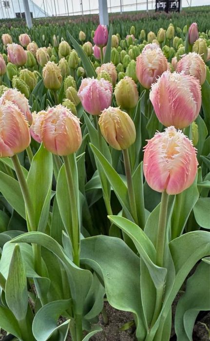 !Тюльпаны оптом!