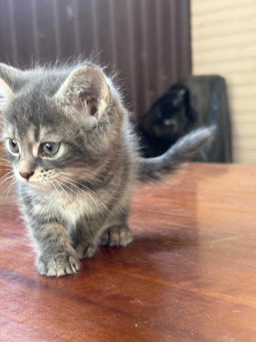 Котята.                   .