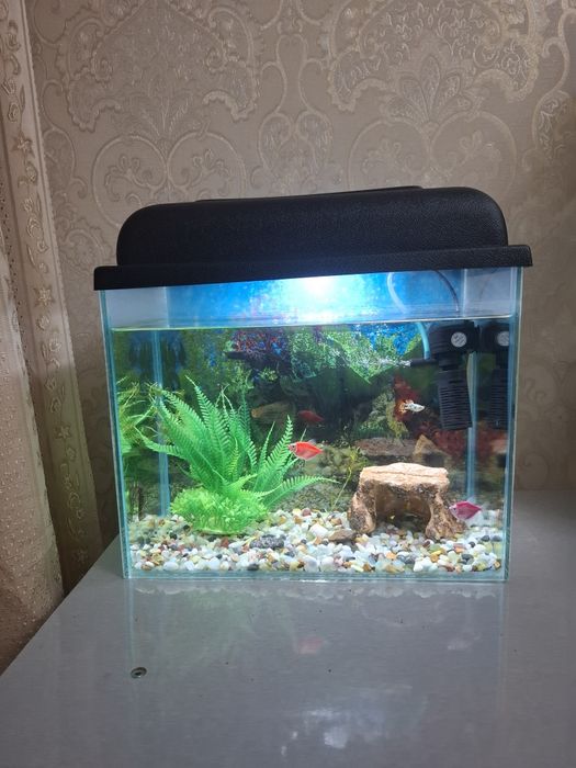 Аквариум 20л (комплектующее+ рыбки)