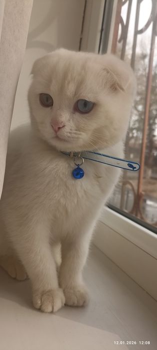 Белый кошка пародали