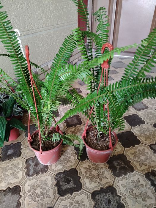 Комнатные цветы, растение, gullar, honaki gul