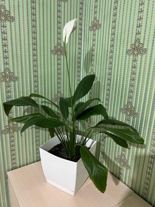 Декоративные комнатные цветы