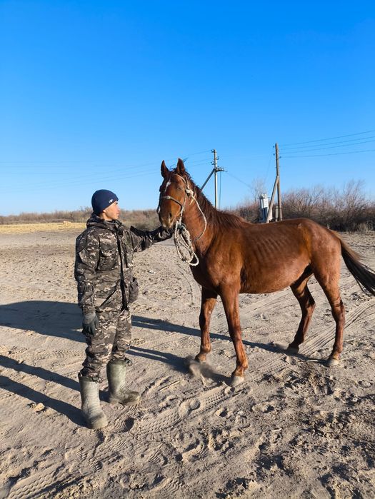 Керемет Айғыр сатылады