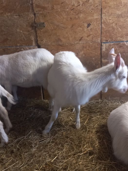 Ieduțe saanen și metis saanen din aprilie 2024, din mame cu mult lapte