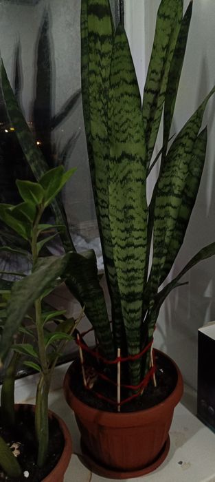 Комнатные растения