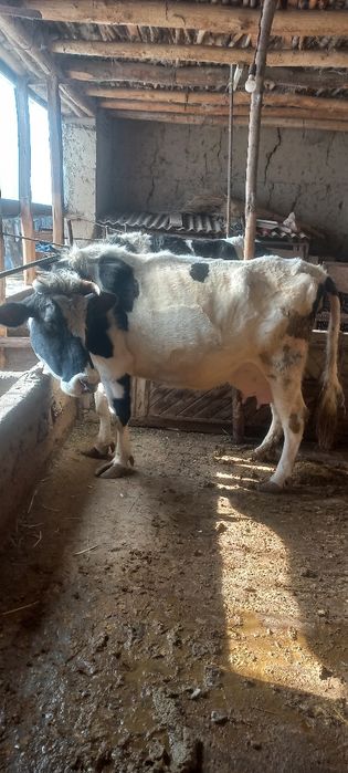 Ona bola sigir sotiladi bolasi urgochi