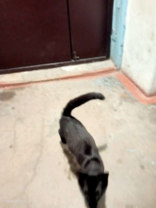 Кот в хорошие руки