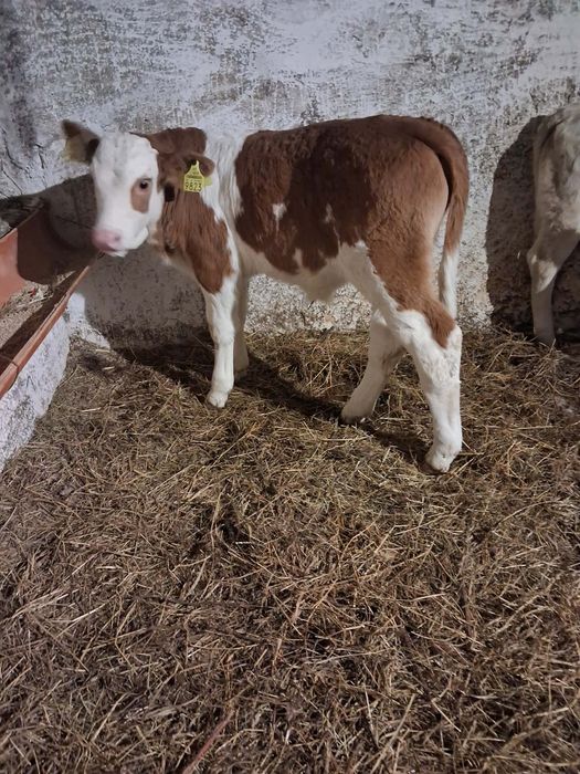 Vând taurasi și vitea