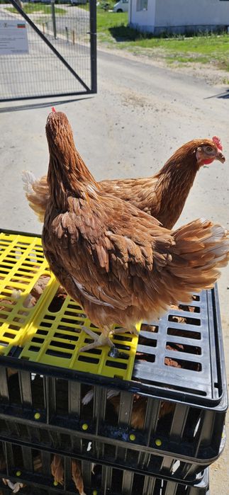 Продавам кокошки носачки за яйца с висока носливост