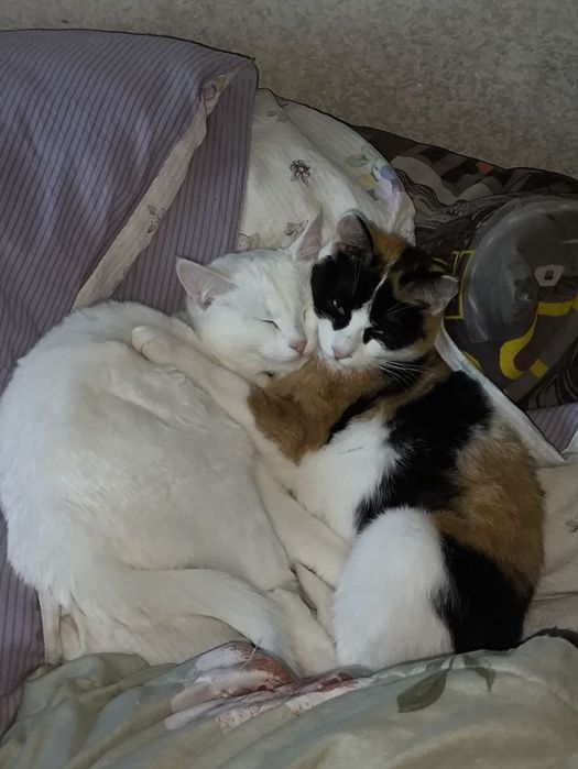 Отдаём кошку в добрые руки