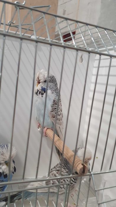 Papagali Peruși standard și normali – pui și adulți