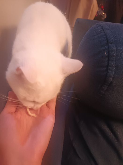 Зоогостиница передержка