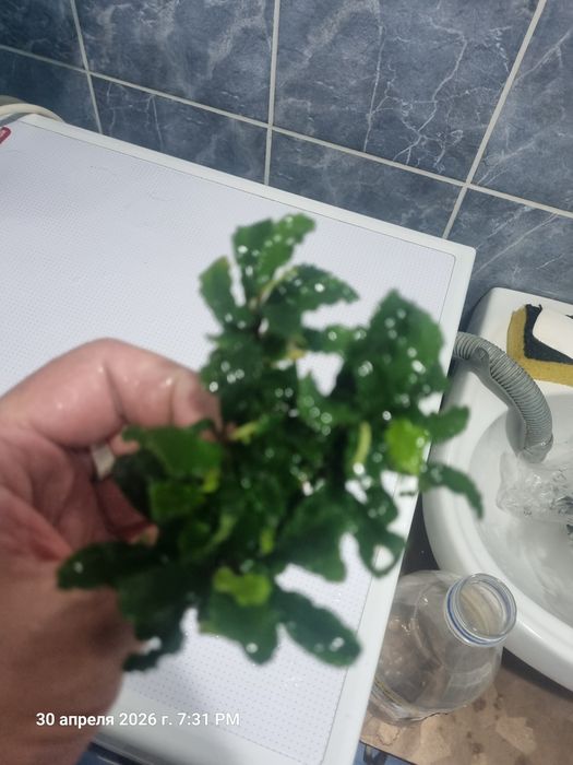Буцефоландра аквариумное растение