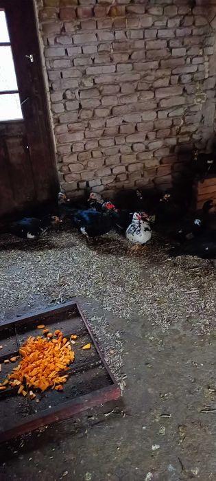 Rațe mute de vânzare