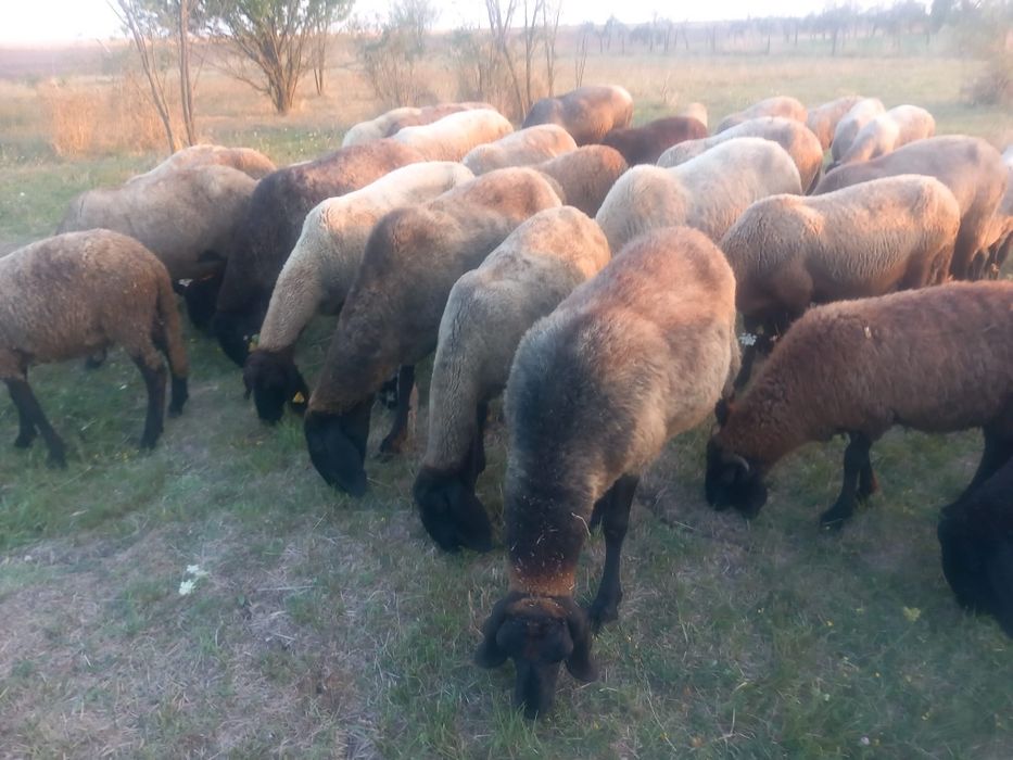 Se vinde.. Oi și cãprite