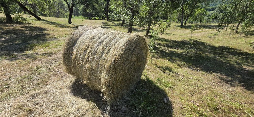 Baloti fan sau lucerna.Se livreaza la TIR 40 Rotunzi. Kerek széna- vagy lucernabálák TIR szállítással Min. 40