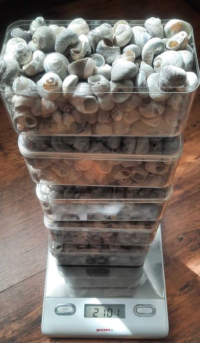 Морски раковини охлювчета