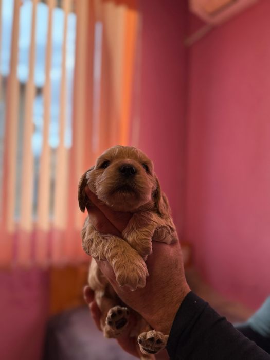 Кокер Шпаньол Английски