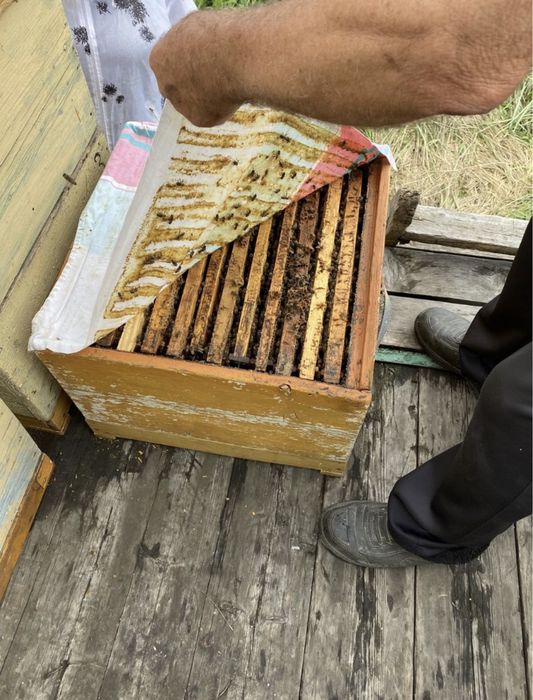 Продам алтайский мед