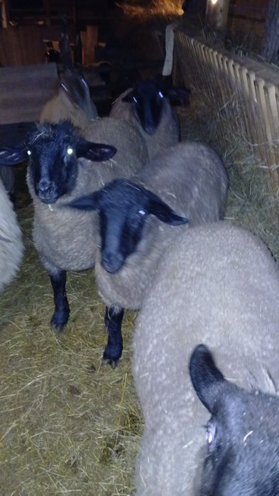 De vânzare oi/miei suffolk