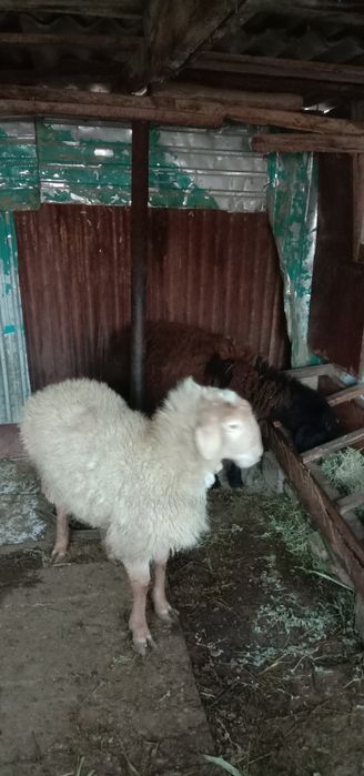 Ұрғашы қой тоқтылар