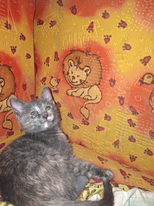 Котята бесплатно Тараз
