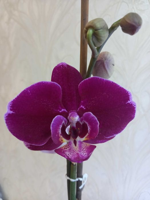 Орхидея фаленопсис цветущая