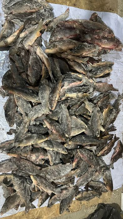 Сазан Рыбо свежый