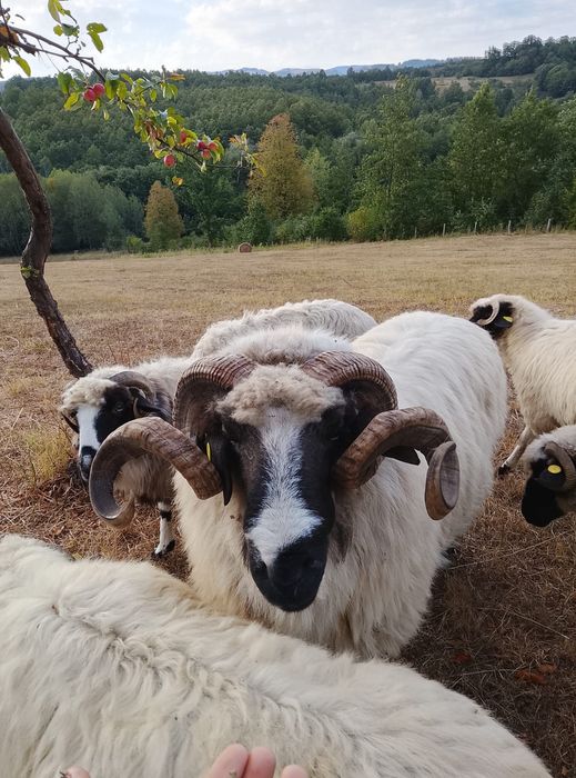 Vând oi breze bune