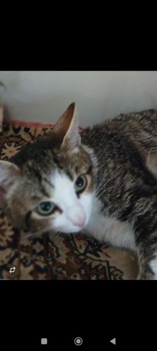 Котики бесплатно в добрые руки