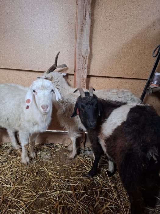 Ешкы сатам 3 бас жуз мын тг ге Узынагаш