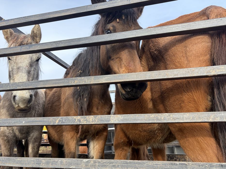 Буаз биелер срочно