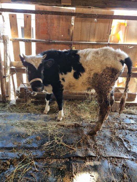 Қашар сатылады шұғыл түрде!!!