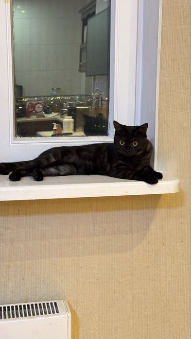 Отдам котенка в добрые руки