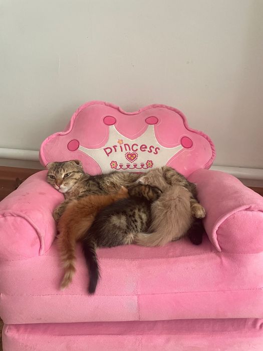 Вислоухие котята