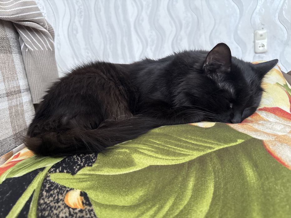 отдам в добрые руки черную кошку