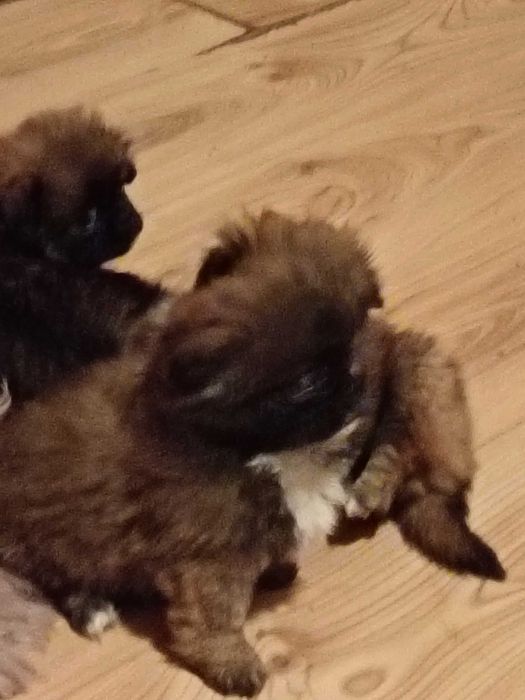 Кучета малкипекинезчета