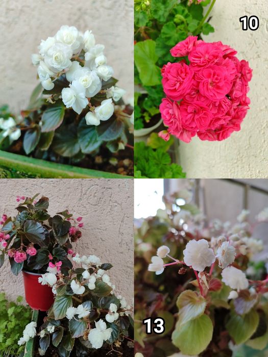 Мушкати, цветя за дома и градината.