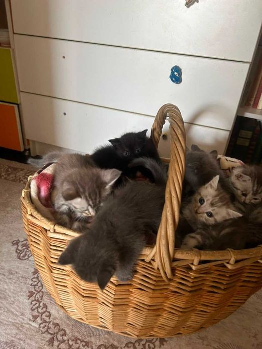 Отдам котят в хорошие руки