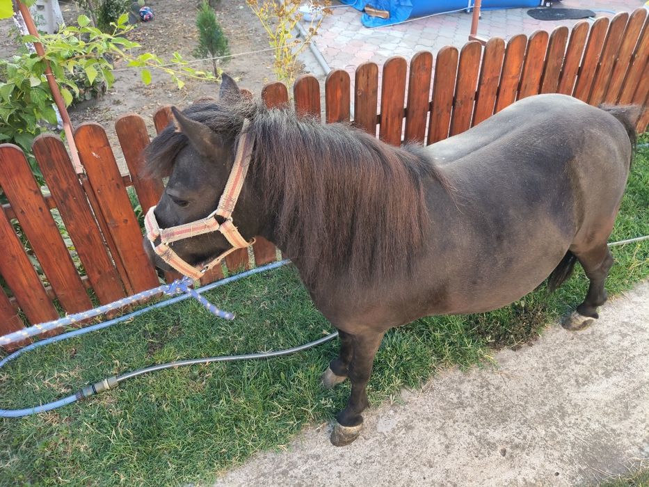 Poneița de talie mica cu ham și căruță blândă