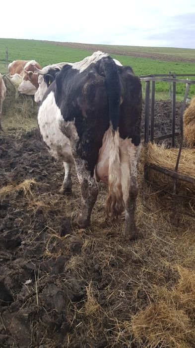 Vacă gestantă in 8 luni