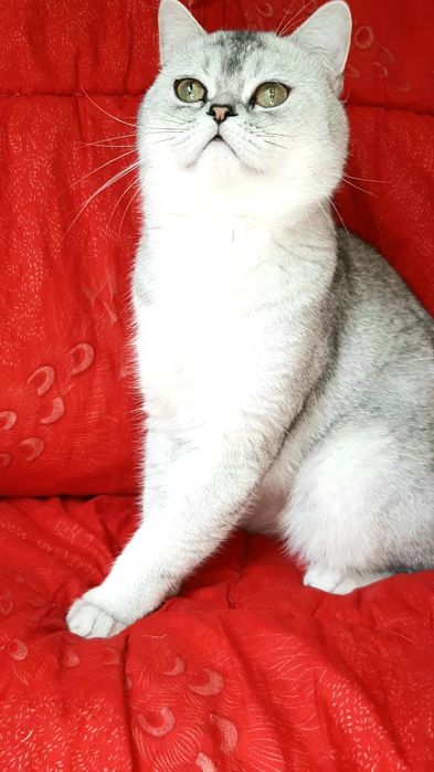 Серебристая шиншилла