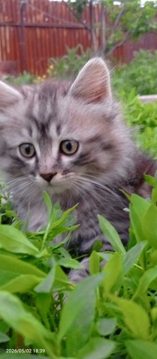 Полубританцы котята шикарные